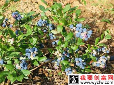 大兴安岭蓝莓节是哪天？