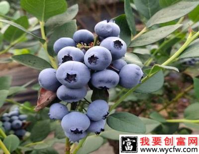 Blomidon  美登（中熟）蓝莓品种介绍