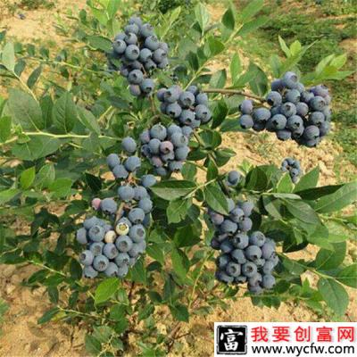 Ochlockonee  阿索尼（晚熟）蓝莓品种介绍