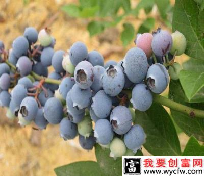 Powderblue  粉蓝（中晚熟）蓝莓品种介绍