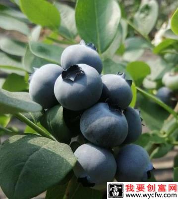 Eureka  优瑞卡（中熟）蓝莓品种介绍