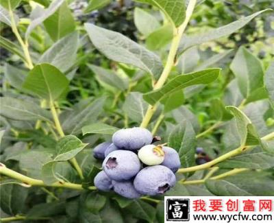 Camellia  茶花（中熟）蓝莓品种介绍