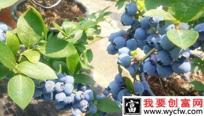 Sharpblue  夏普蓝（早熟）蓝莓品种介绍