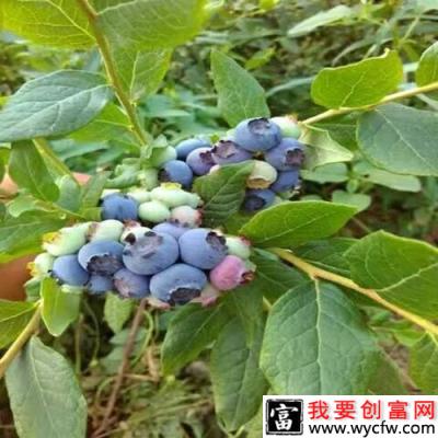 Aurora  奥罗拉（极晚熟）蓝莓品种介绍