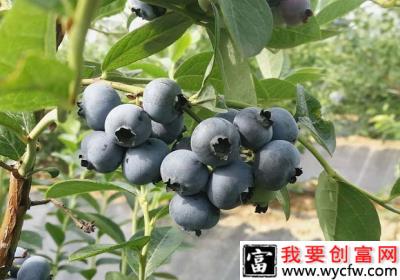 Bluegold  蓝金（晚熟）蓝莓品种介绍