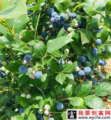 Calypso  卡里普索（中晚熟）蓝莓品种介绍