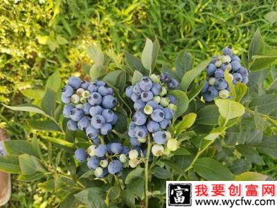 Bluecrop  蓝丰（中熟）蓝莓品种介绍