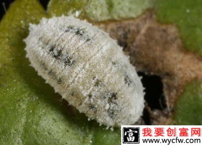 蓝莓如何防治介壳虫？（蓝莓介壳虫防治方法）