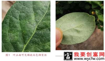 蓝莓白粉病用什么药治？（蓝莓白粉病防治方法）