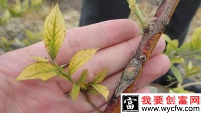 蓝莓茎溃疡病用什么药能治？（蓝莓茎溃疡病防治方法）