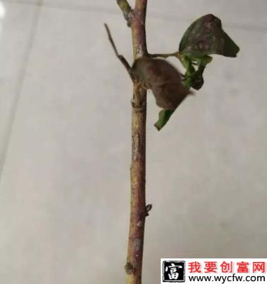 蓝莓茎溃疡病用什么药能治？（蓝莓茎溃疡病防治方法）