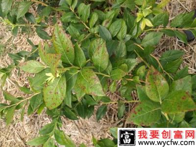 蓝莓炭疽病用什么药防治？（蓝莓炭疽病防治方法）