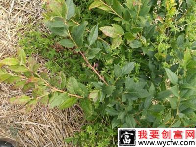 蓝莓炭疽病用什么药防治？（蓝莓炭疽病防治方法）