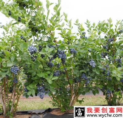 温室大棚蓝莓栽植后管理技术