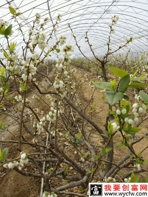 蓝莓冻害特点