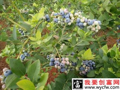 蓝莓施肥用什么肥料（蓝莓施肥时间和用量）