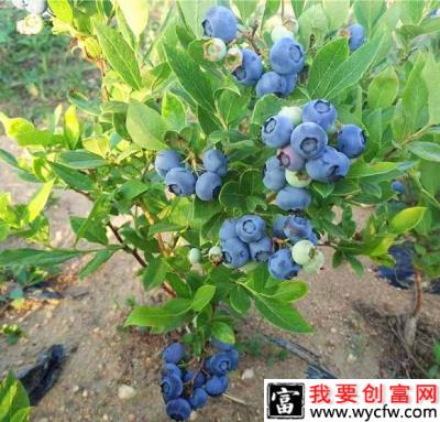 蓝莓生长季节是几月？蓝莓的生长周期是多少？