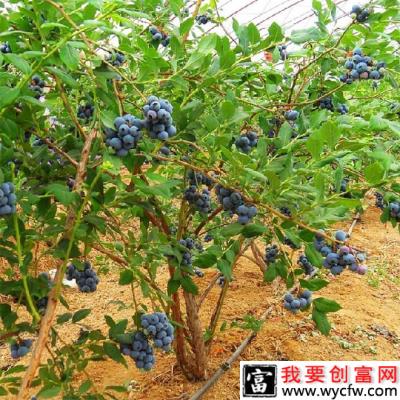 蓝莓植株多高？蓝莓树可以长多高？