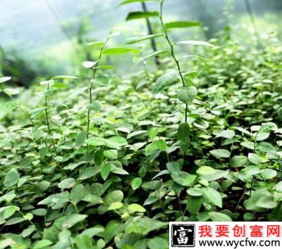 蓝莓苔藓苗是什么意思？