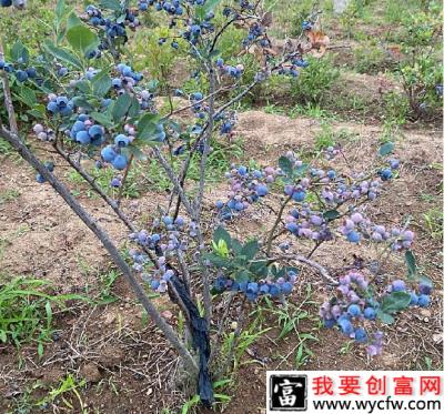 种植蓝莓对土壤有哪些要求？怎么样的土壤适宜蓝莓生长？