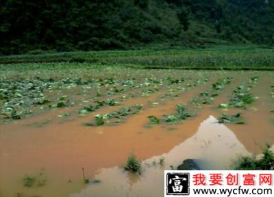 水淹对蓝莓有什么影响？