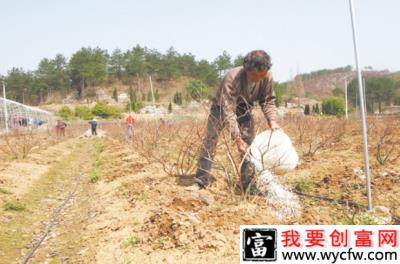 蓝莓施肥技术有哪些？