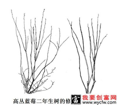 高丛蓝莓和半高丛蓝莓品种如何修剪？