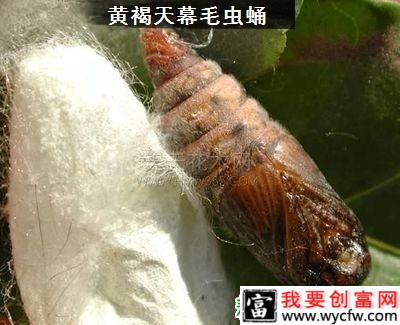 种李子树如何防治黄褐天幕毛虫？