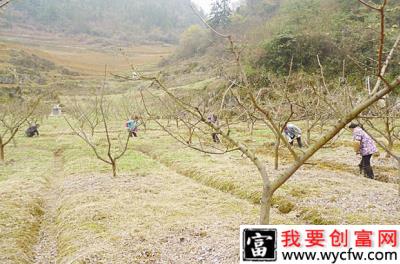 李子树根系生长规律是怎样？