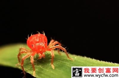 李子树如何防治山楂红蜘蛛？附图片