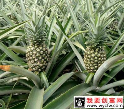 种植菠萝如何选择园地？菠萝为什么不宜重茬种植？