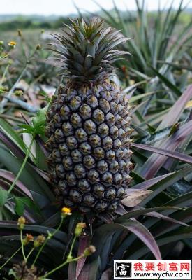 台农16号菠萝品种种植技术