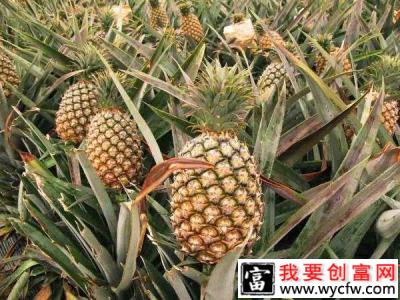 菠萝采摘后用什么药保鲜最好？