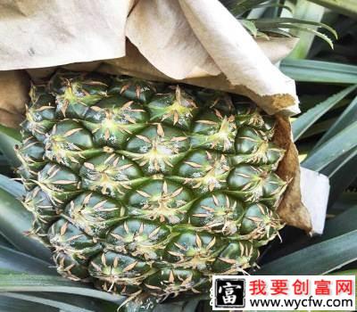 台农22号菠萝品种好不好？