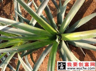 怎么样的土壤适宜种植菠萝？