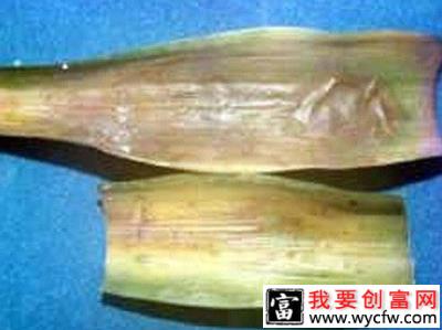 菠萝黑腐病怎么防治，菠萝黑腐病用什么药治？