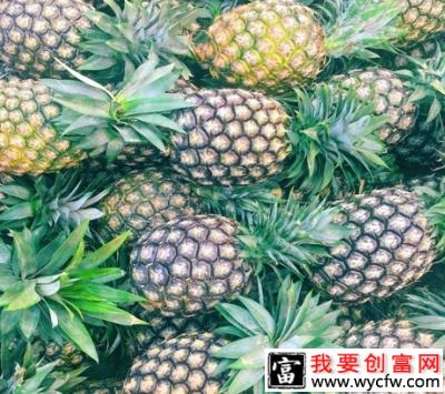 台农20号菠萝（牛奶菠萝）品种好不好？