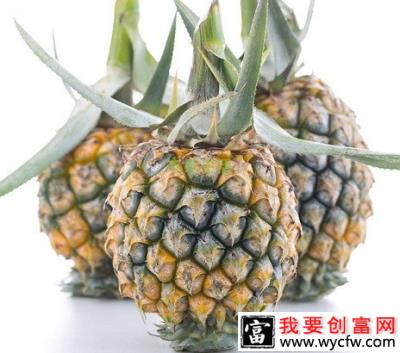 神湾菠萝品种好不好？