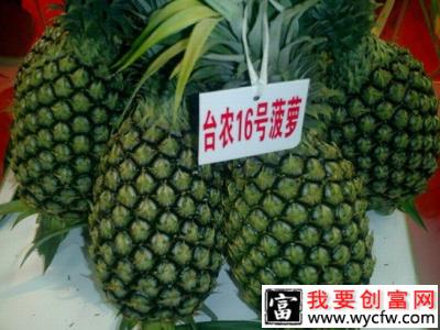 甜蜜蜜（台农16号）菠萝品种好不好？