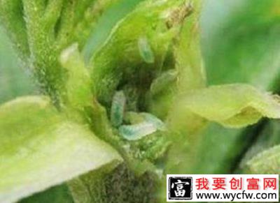 种桑葚如何防治桑吸浆虫？