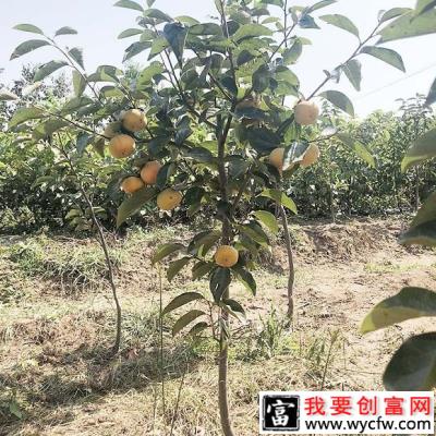 柿子株距多远合适？柿子树标准种植距离是多少？