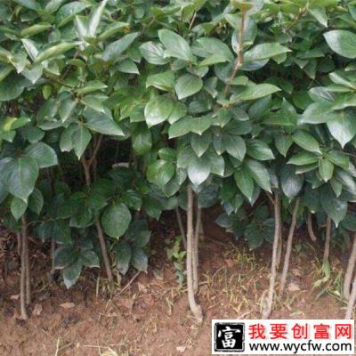 柿子种子什么时候种？什么时间种植柿树比较好？