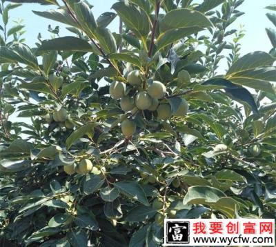 柿子疏花疏果方法（柿子疏花疏果时间）