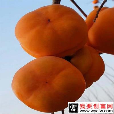 兴津20甜柿品种介绍-