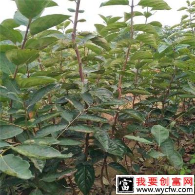 甜柿嫁接栽植技术要点