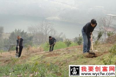 柿子树怎么样改土？