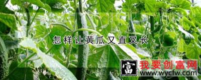 怎样让黄瓜又直又长