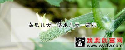 黄瓜几天一浇水几天一施肥