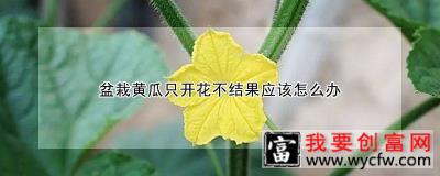 盆栽黄瓜只开花不结果应该怎么办