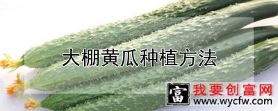 大棚黄瓜种植方法